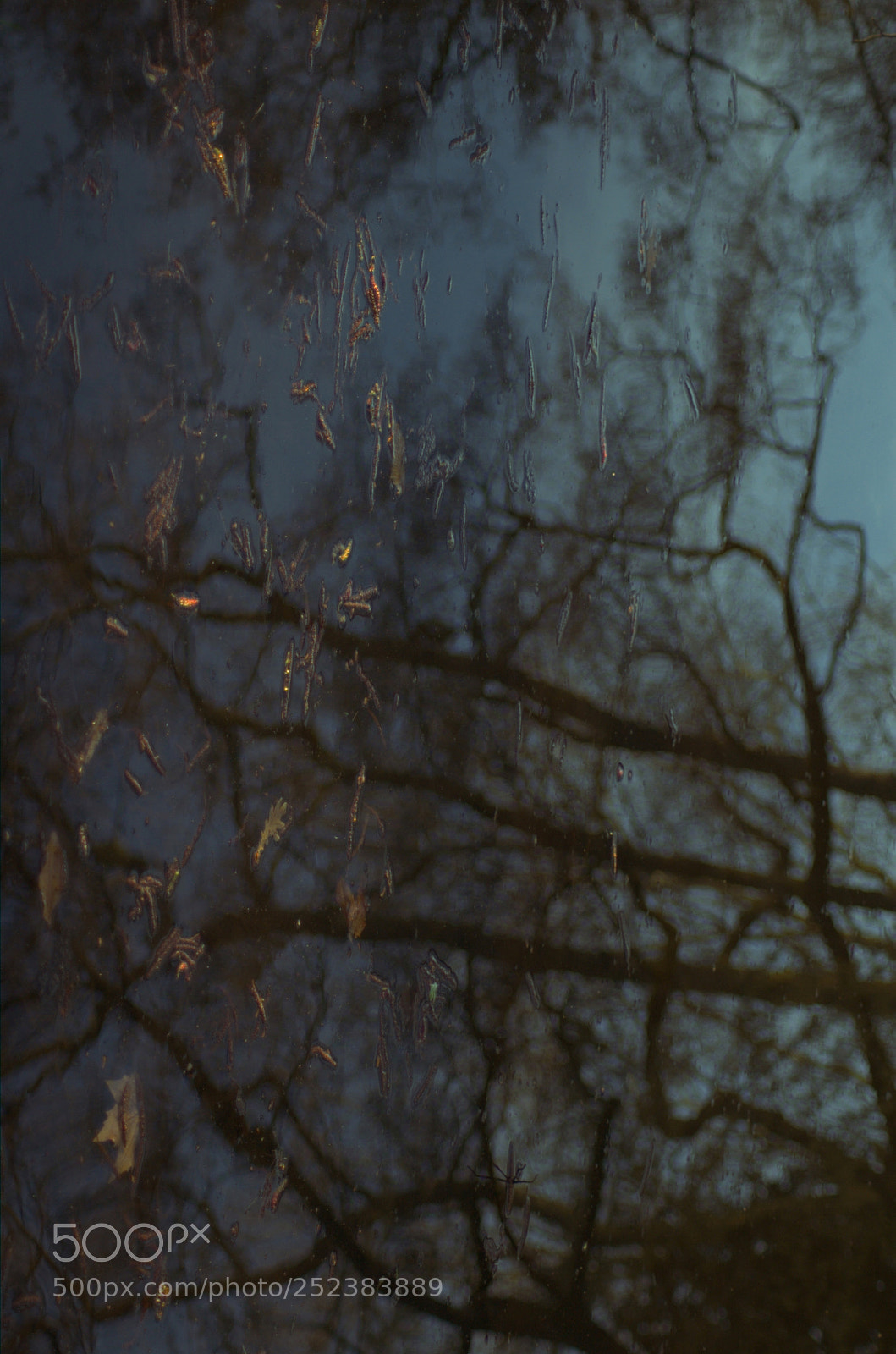 Nikon D50 sample photo. Synapses photography