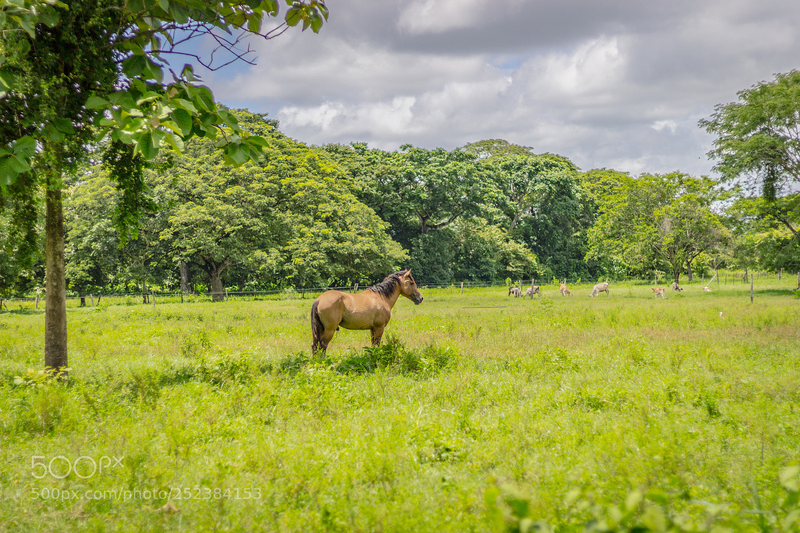 Canon EOS 1200D (EOS Rebel T5 / EOS Kiss X70 / EOS Hi) sample photo. Beautiful horse in venezuela photography