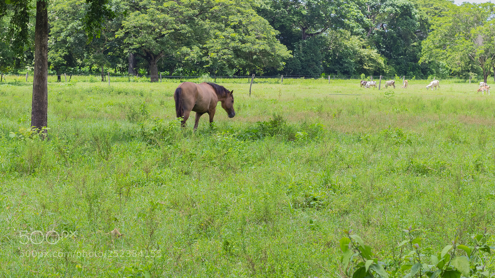 Canon EOS 1200D (EOS Rebel T5 / EOS Kiss X70 / EOS Hi) sample photo. Beautiful horse in venezuela photography