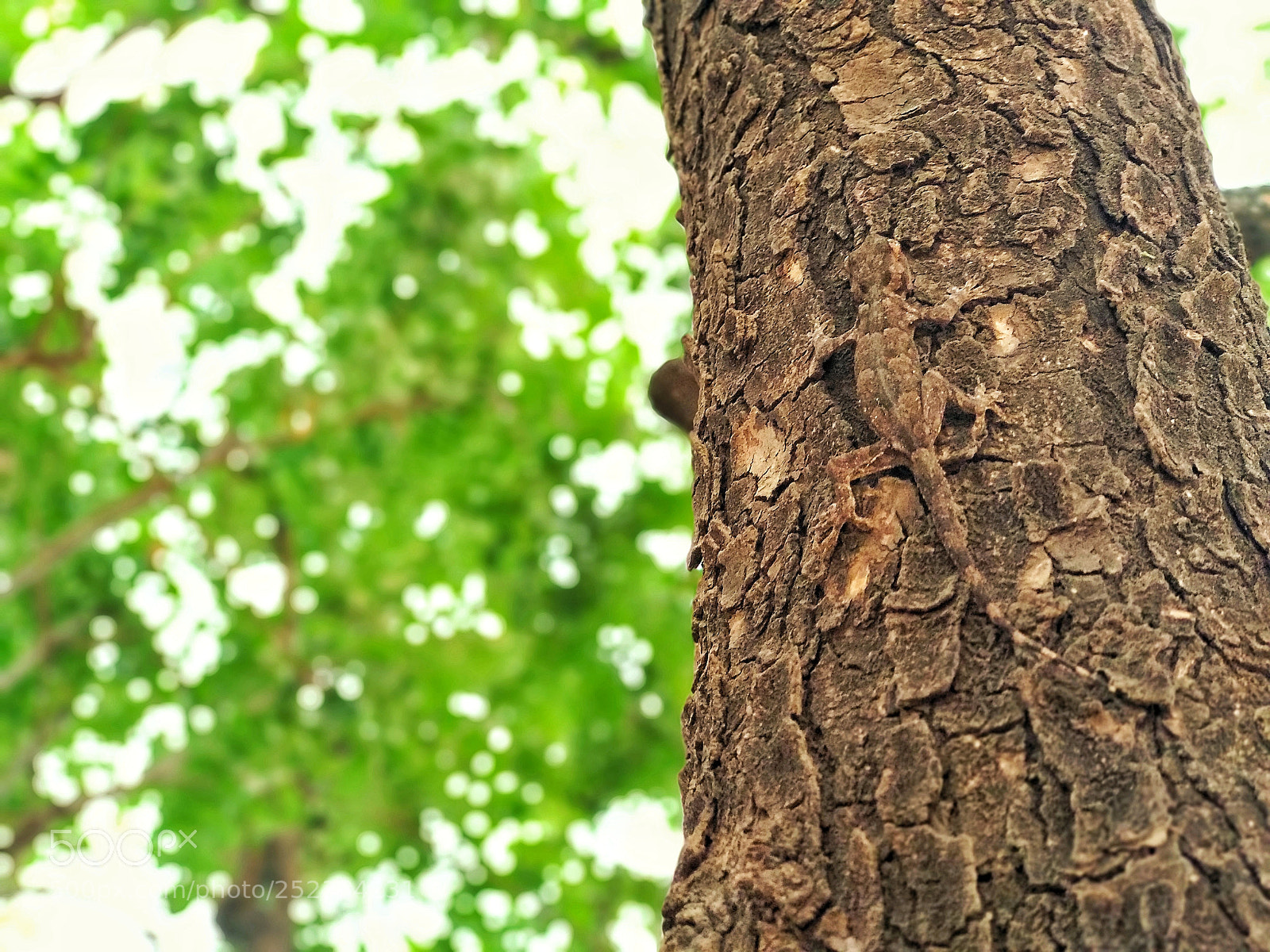Xiaomi Mi A1 sample photo. Untitled photography