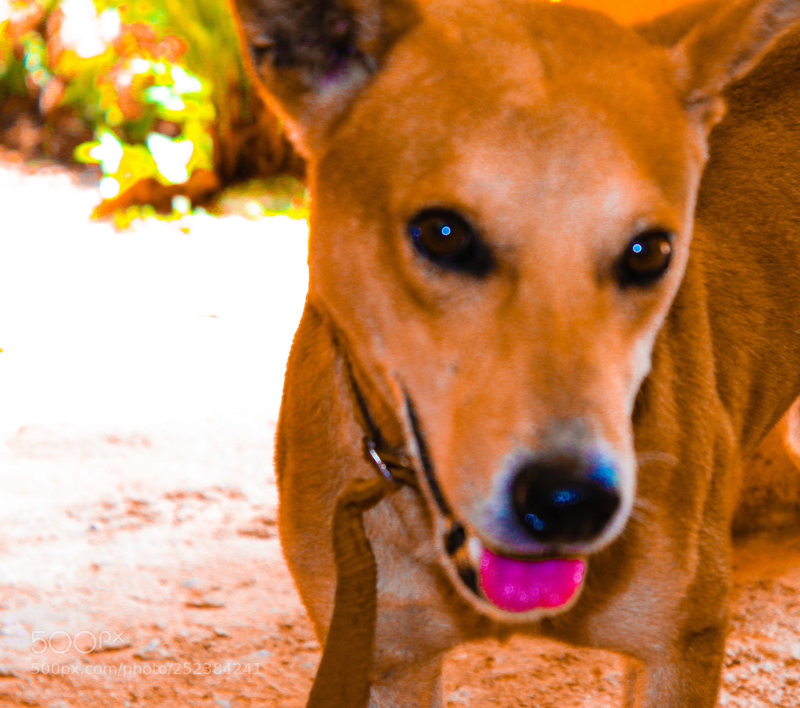 Canon EOS 1300D (EOS Rebel T6 / EOS Kiss X80) sample photo. Dog photography