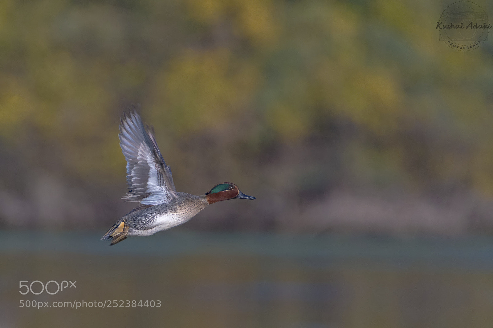 Canon EOS 70D sample photo. Common teal photography
