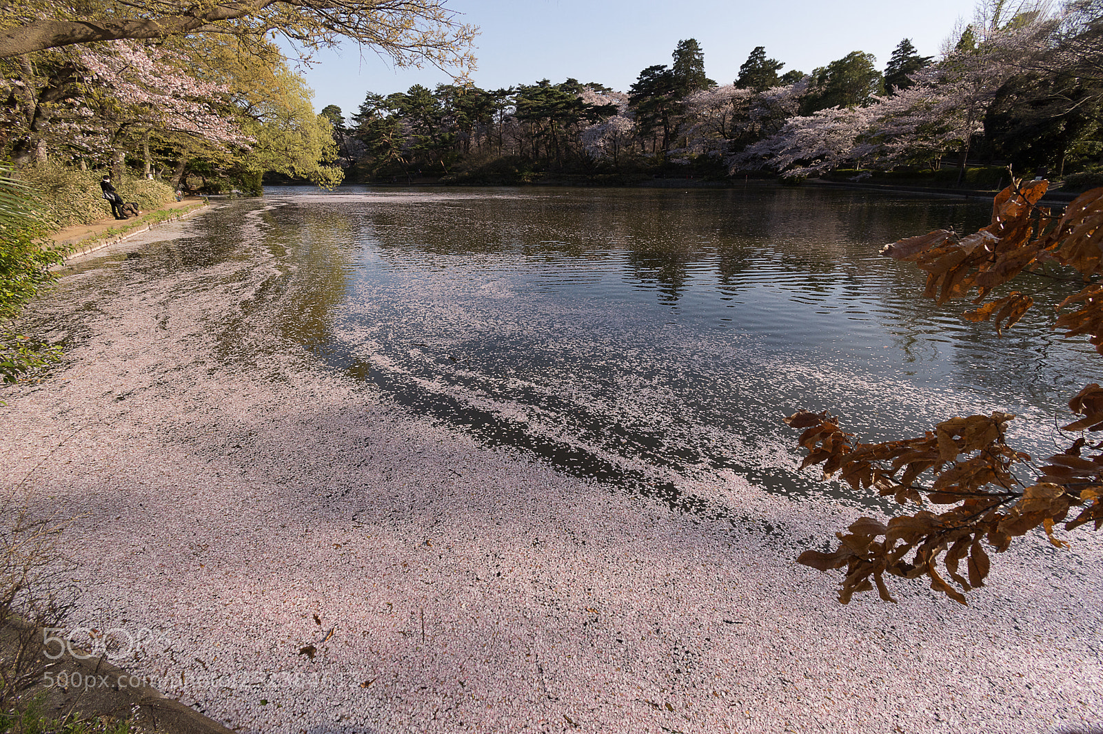 Nikon D7200 sample photo. Fallen sakuras photography