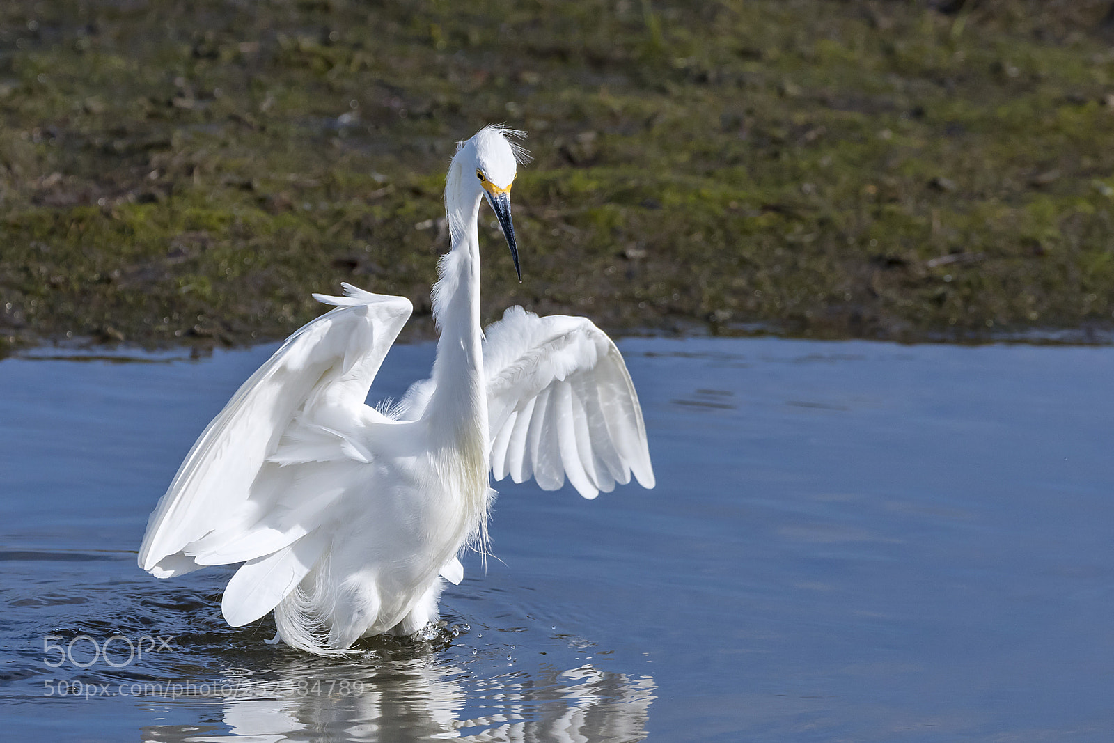 Canon EOS 5DS sample photo. Snowy egret giving his photography
