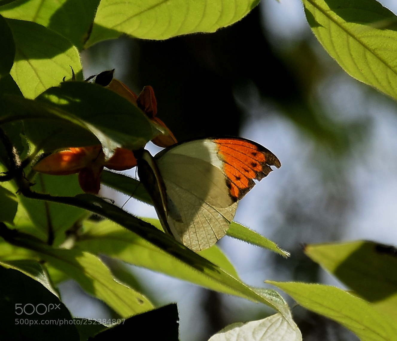 Nikon D7200 sample photo. Orange tip butterfly photography