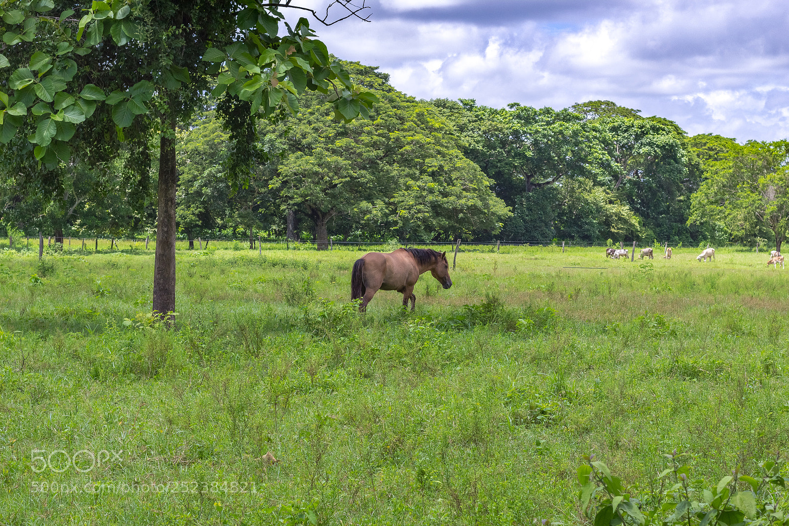 Canon EOS 1200D (EOS Rebel T5 / EOS Kiss X70 / EOS Hi) sample photo. Beautiful horse in venezuela photography