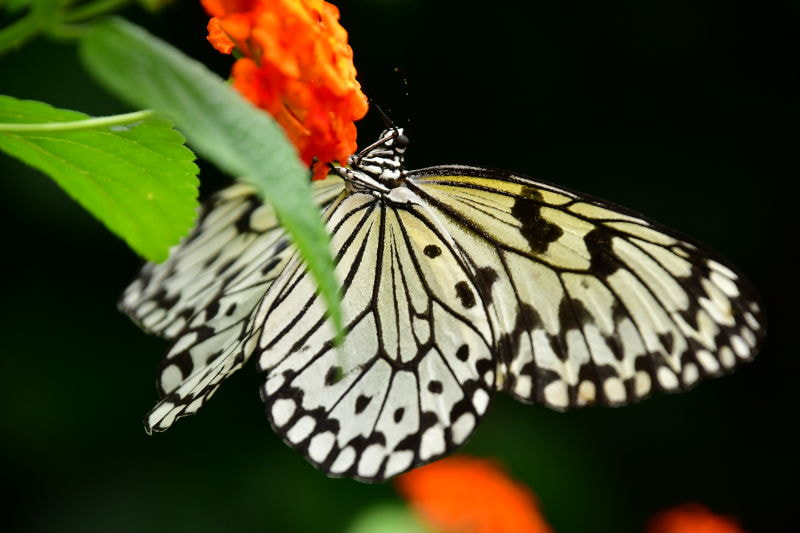 Nikon D7500 sample photo. Butterfly  photography