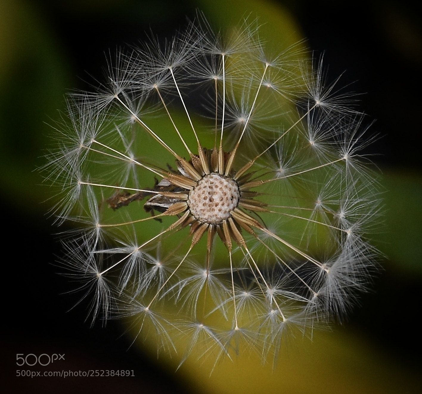 Nikon D7200 sample photo. Dandelion photography