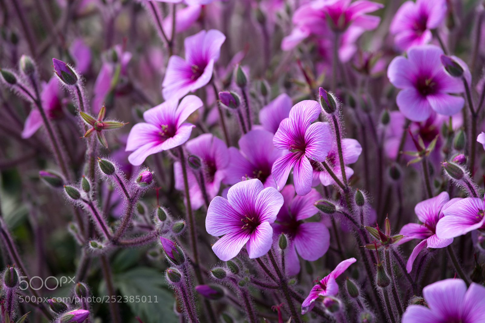 Canon EOS 6D Mark II sample photo. World of flowers photography