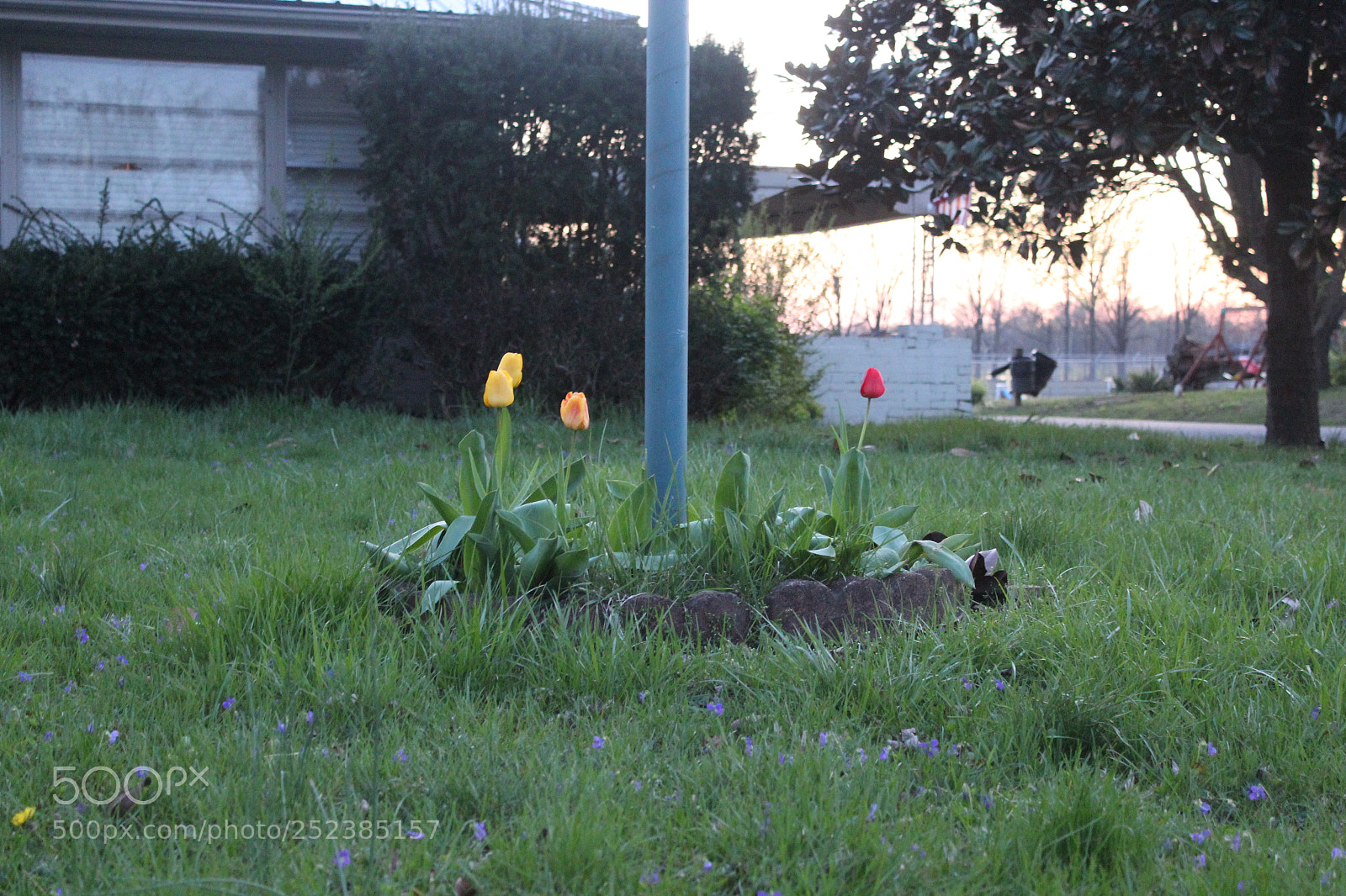 Canon EOS 1300D (EOS Rebel T6 / EOS Kiss X80) sample photo. Flowerbed photography