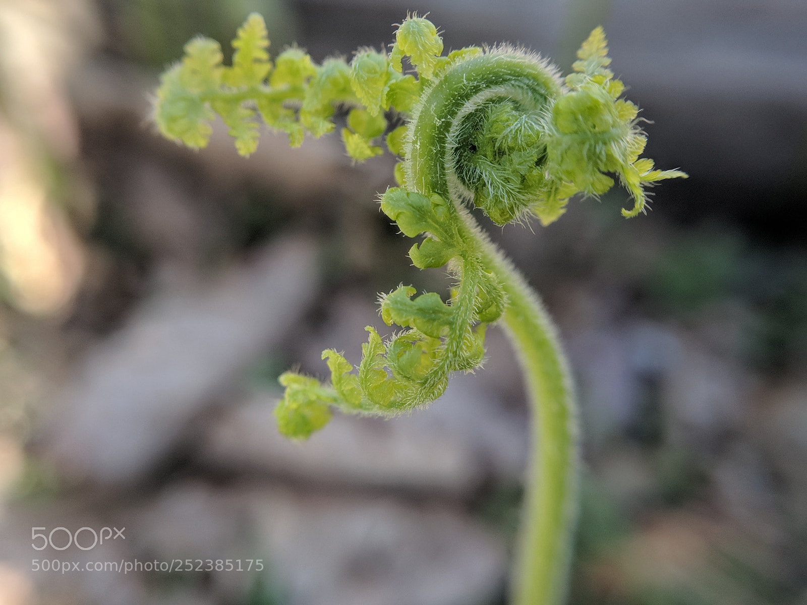 Google Pixel XL sample photo. Unfurling photography