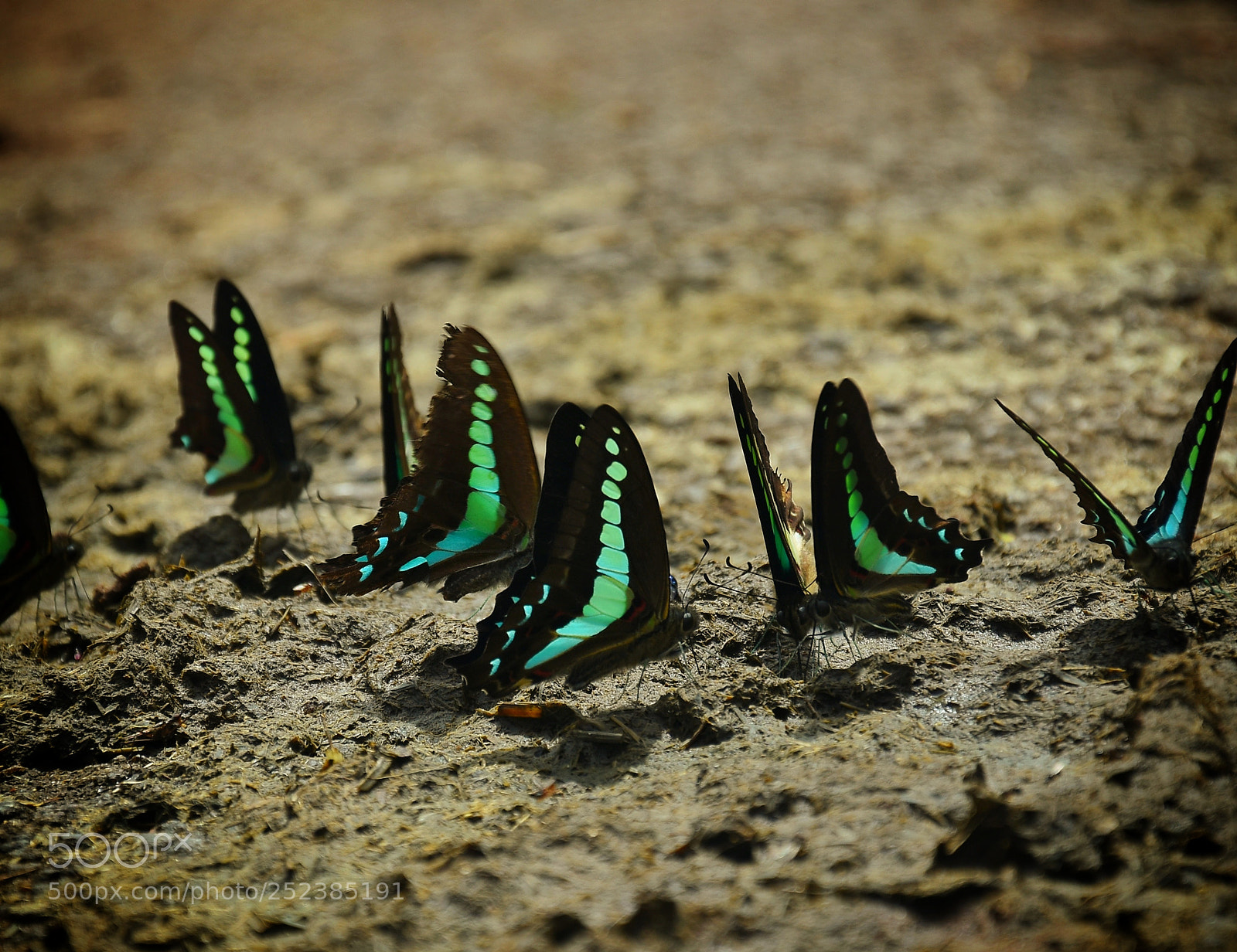 Nikon D7200 sample photo. Common bluebottle (graphium sarpedon) photography