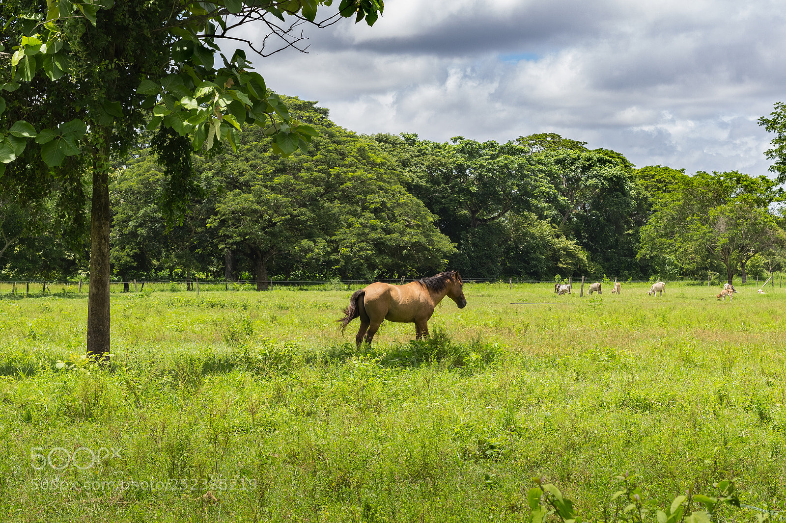 Canon EOS 1200D (EOS Rebel T5 / EOS Kiss X70 / EOS Hi) sample photo. Beautiful horse in venezuela photography