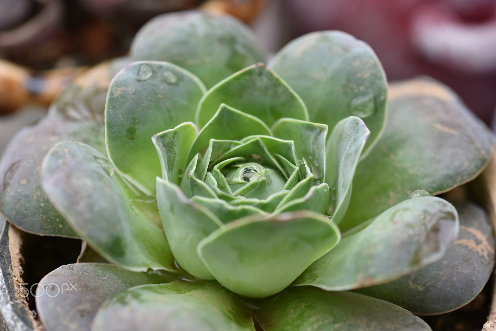 Sigma 105mm F2.8 EX DG OS HSM sample photo. Succulents photography