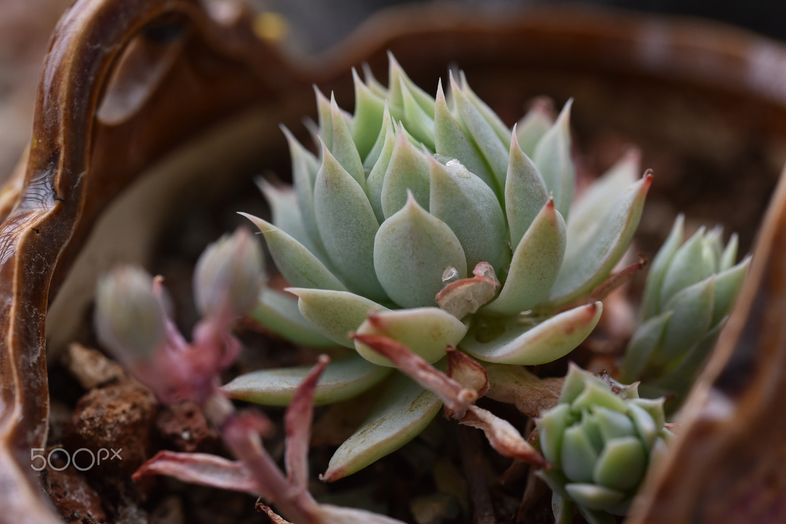 Sigma 105mm F2.8 EX DG OS HSM sample photo. Succulents photography