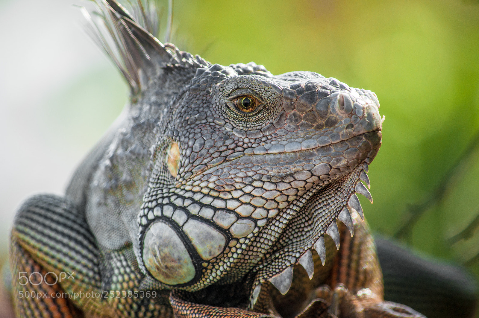 Nikon D90 sample photo. Dinosaurs still alive photography