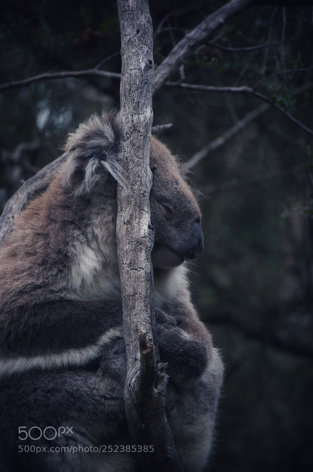Sony Alpha NEX-5R sample photo. Sleeping koala photography