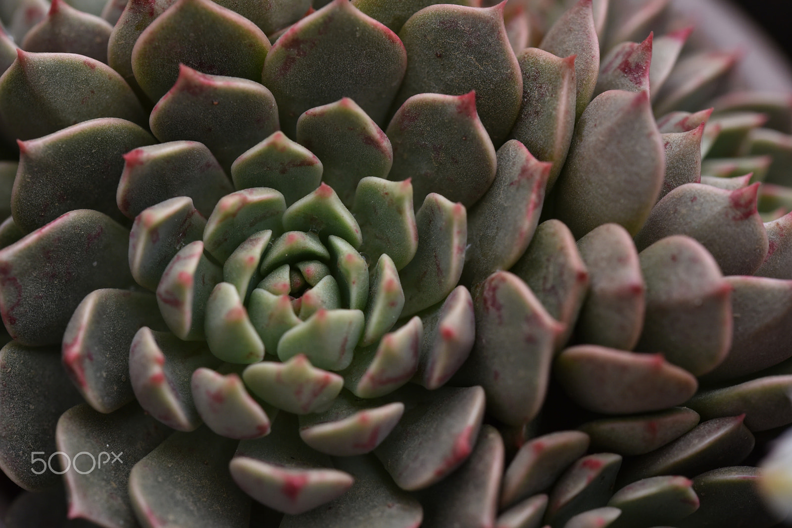 Sigma 105mm F2.8 EX DG OS HSM sample photo. Succulents photography