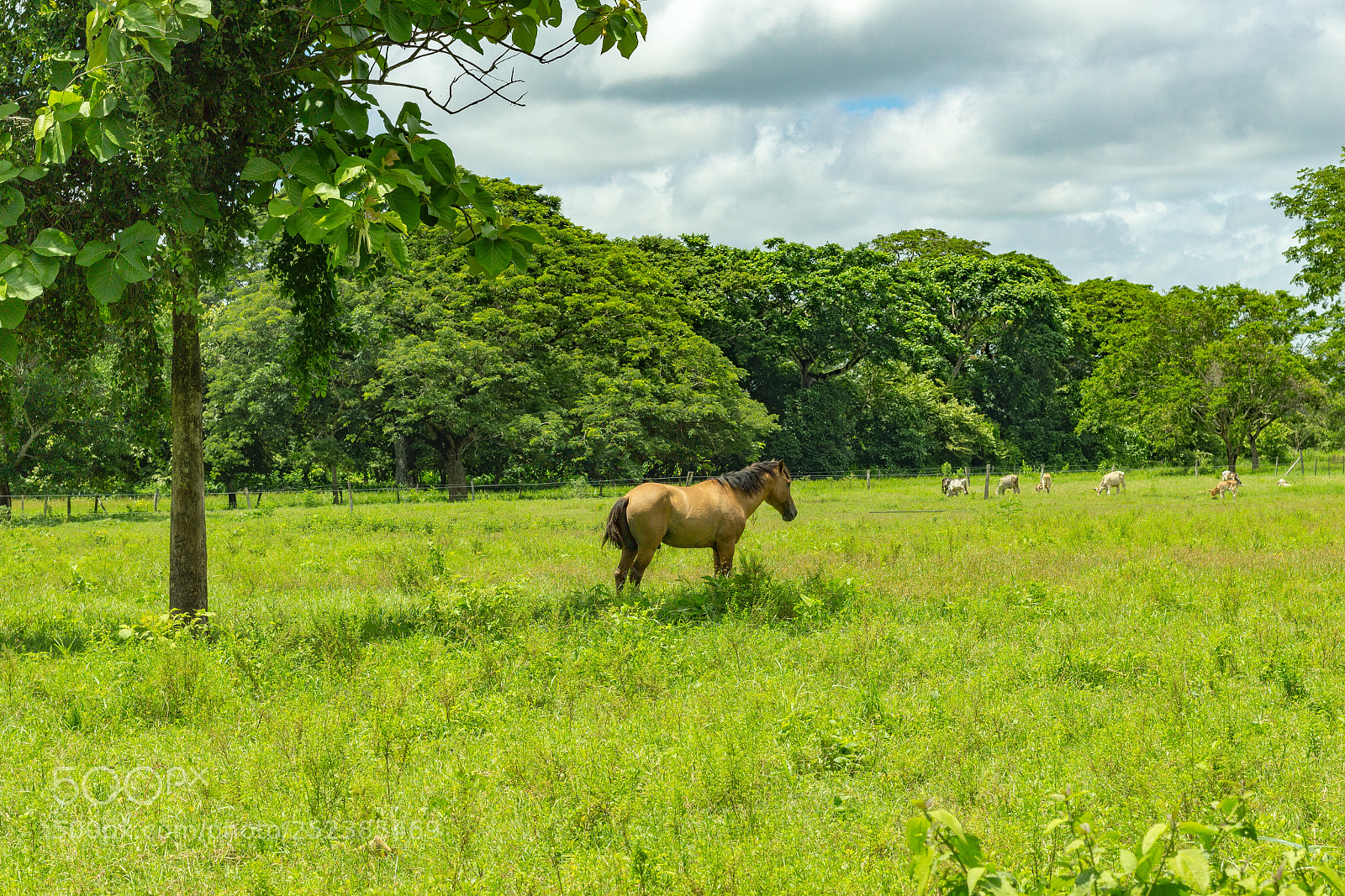 Canon EOS 1200D (EOS Rebel T5 / EOS Kiss X70 / EOS Hi) sample photo. Beautiful horse in venezuela photography