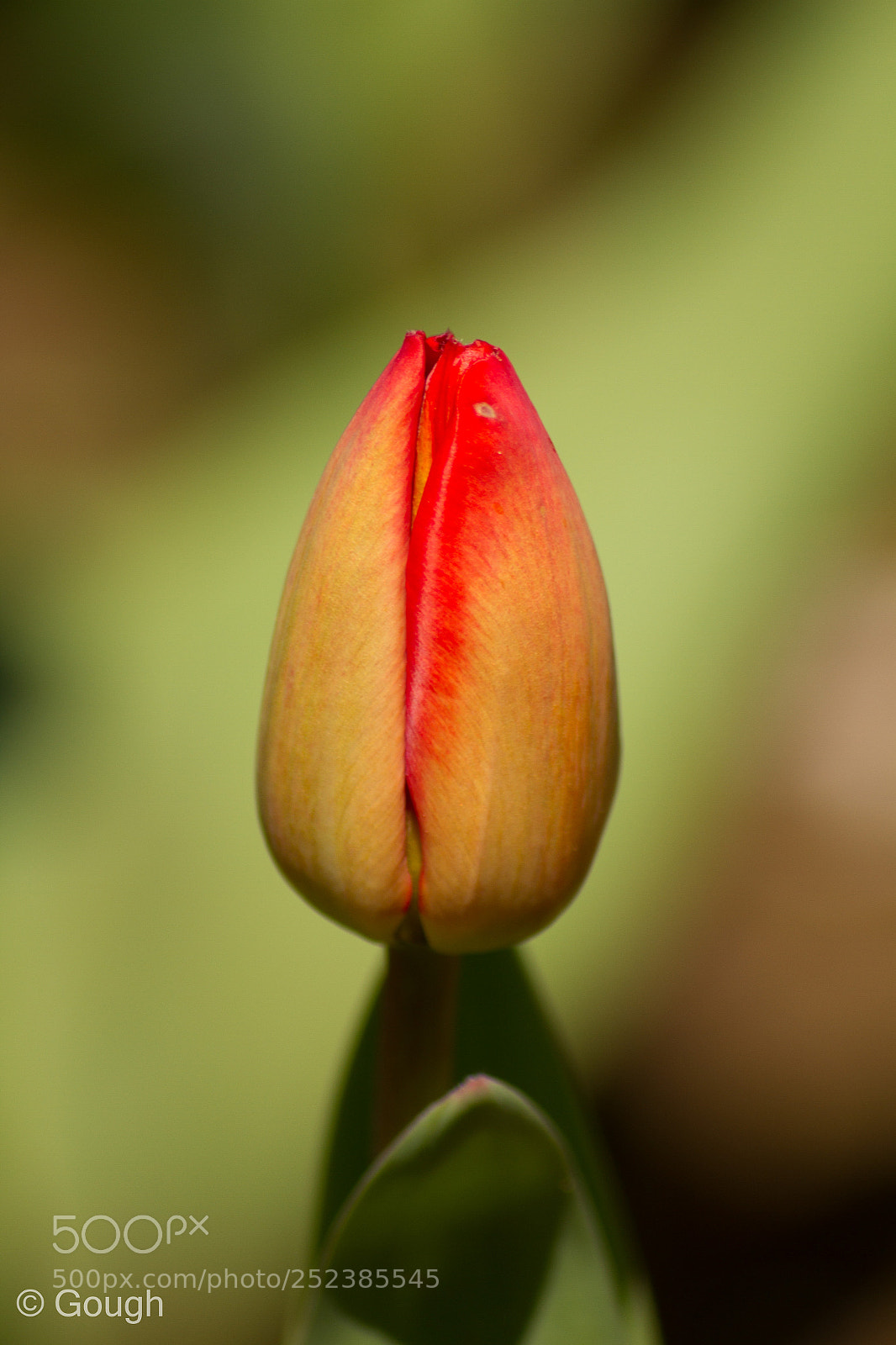 Canon EOS 7D sample photo. Spring bud photography