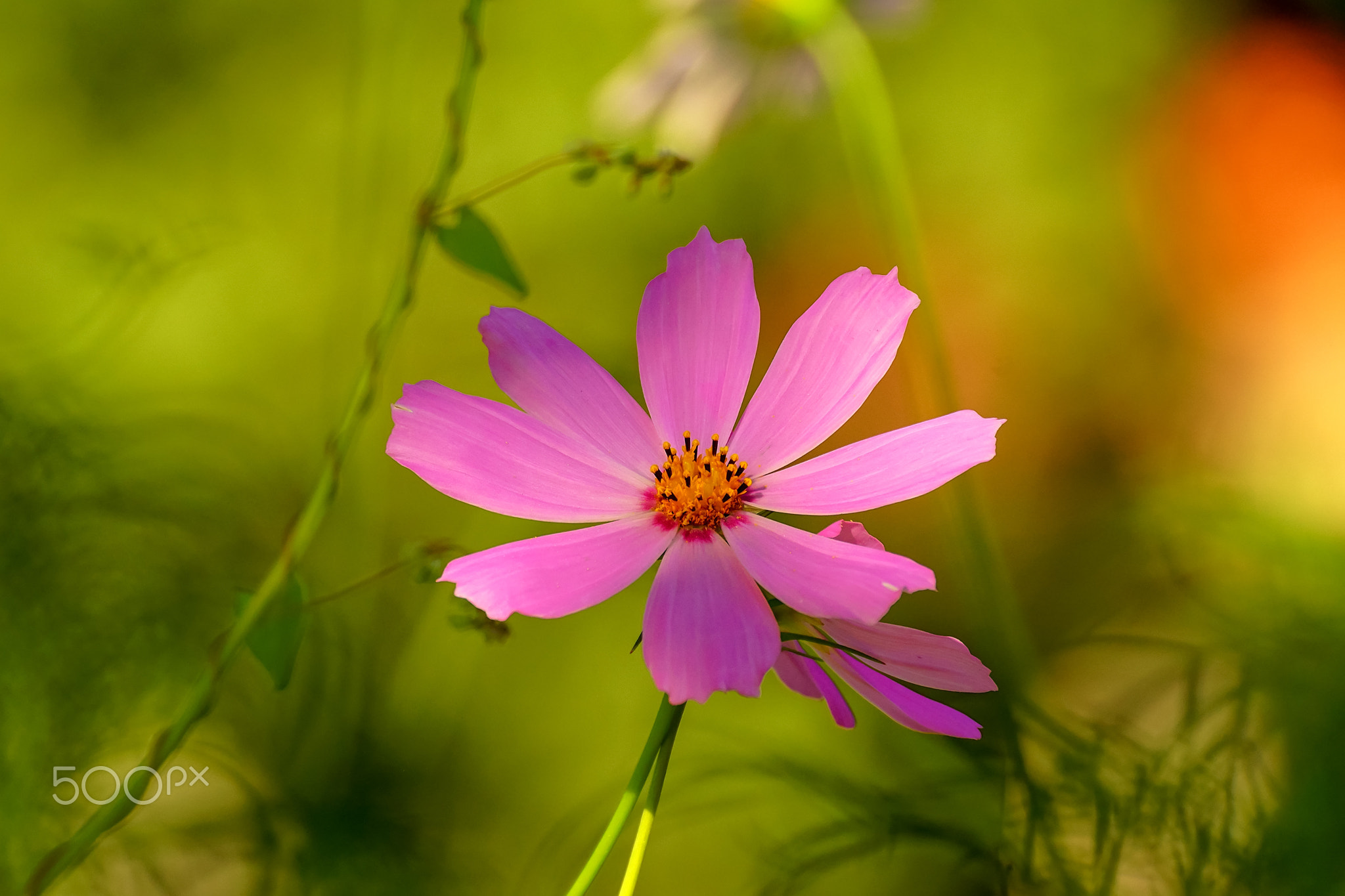 Blooms cosmos bipinnatus