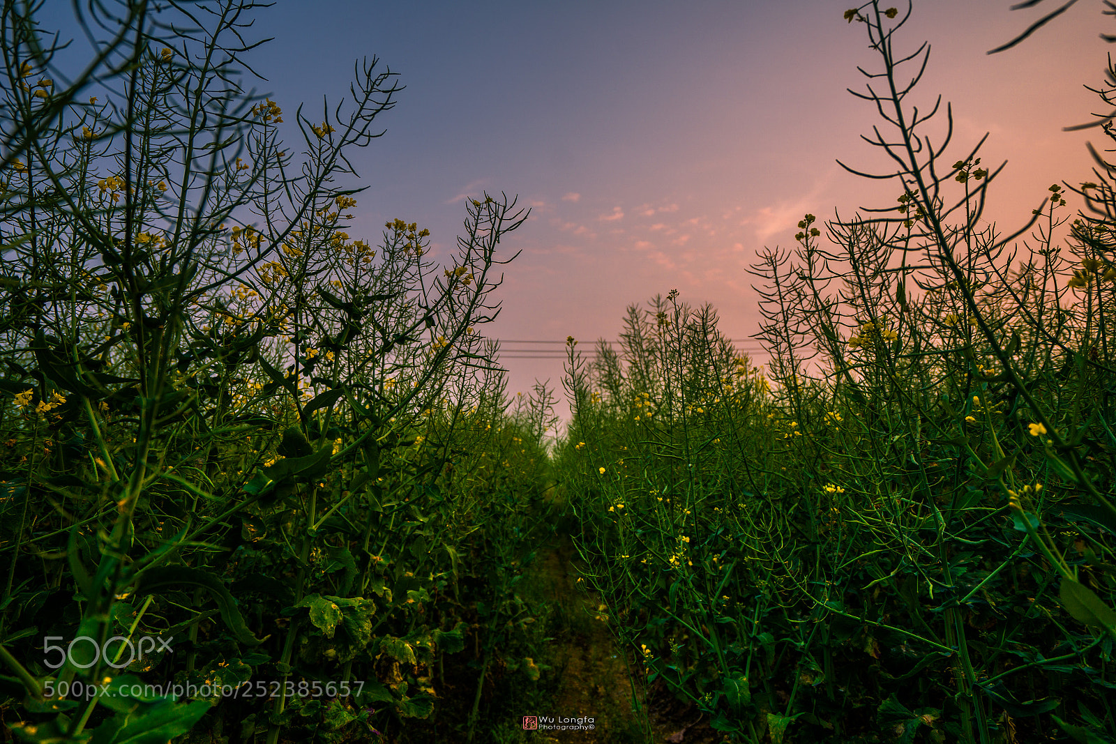 Sony a7 II sample photo. Countrysides scenery 乡村风光 photography