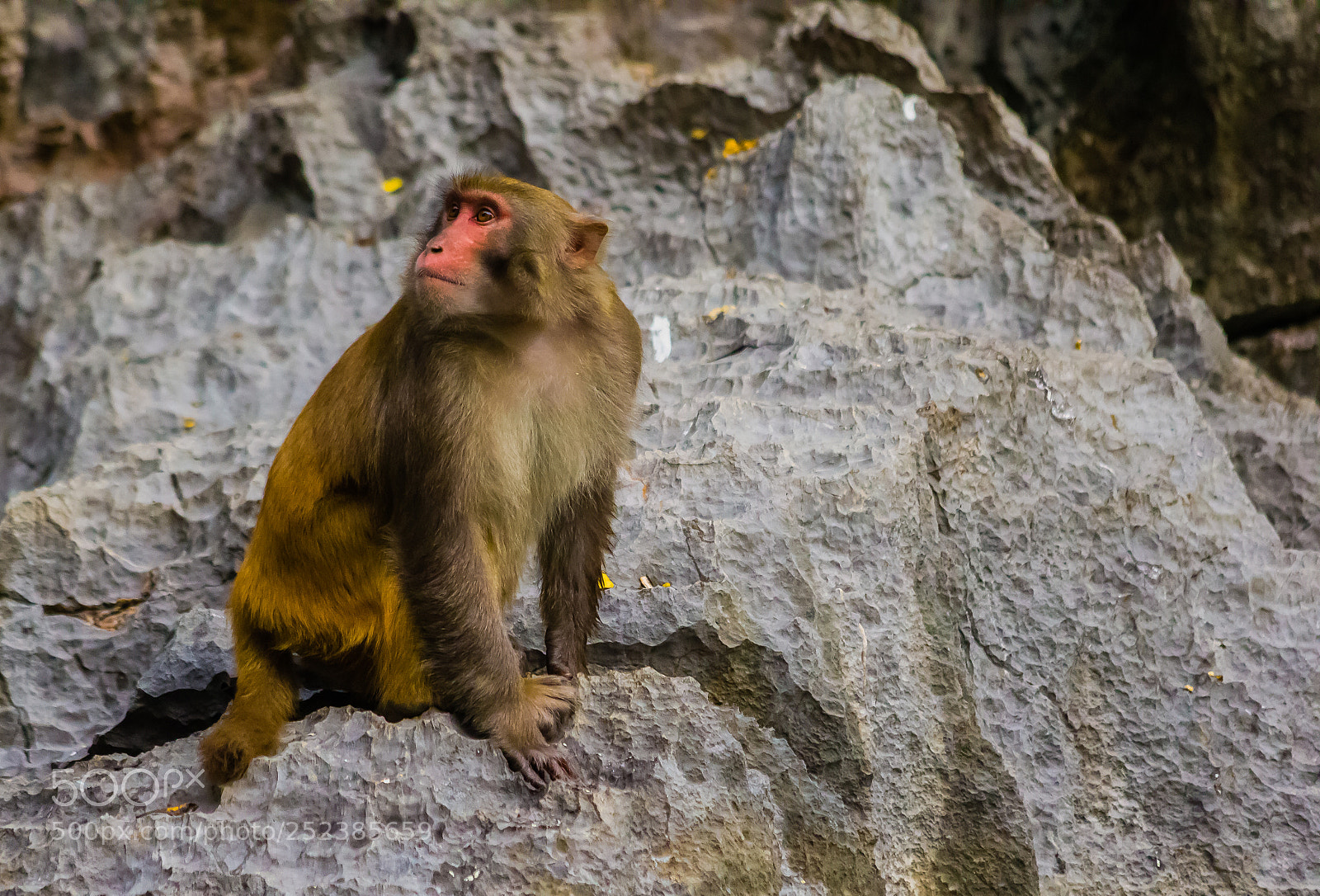 Canon EOS 60D sample photo. Monkey photography