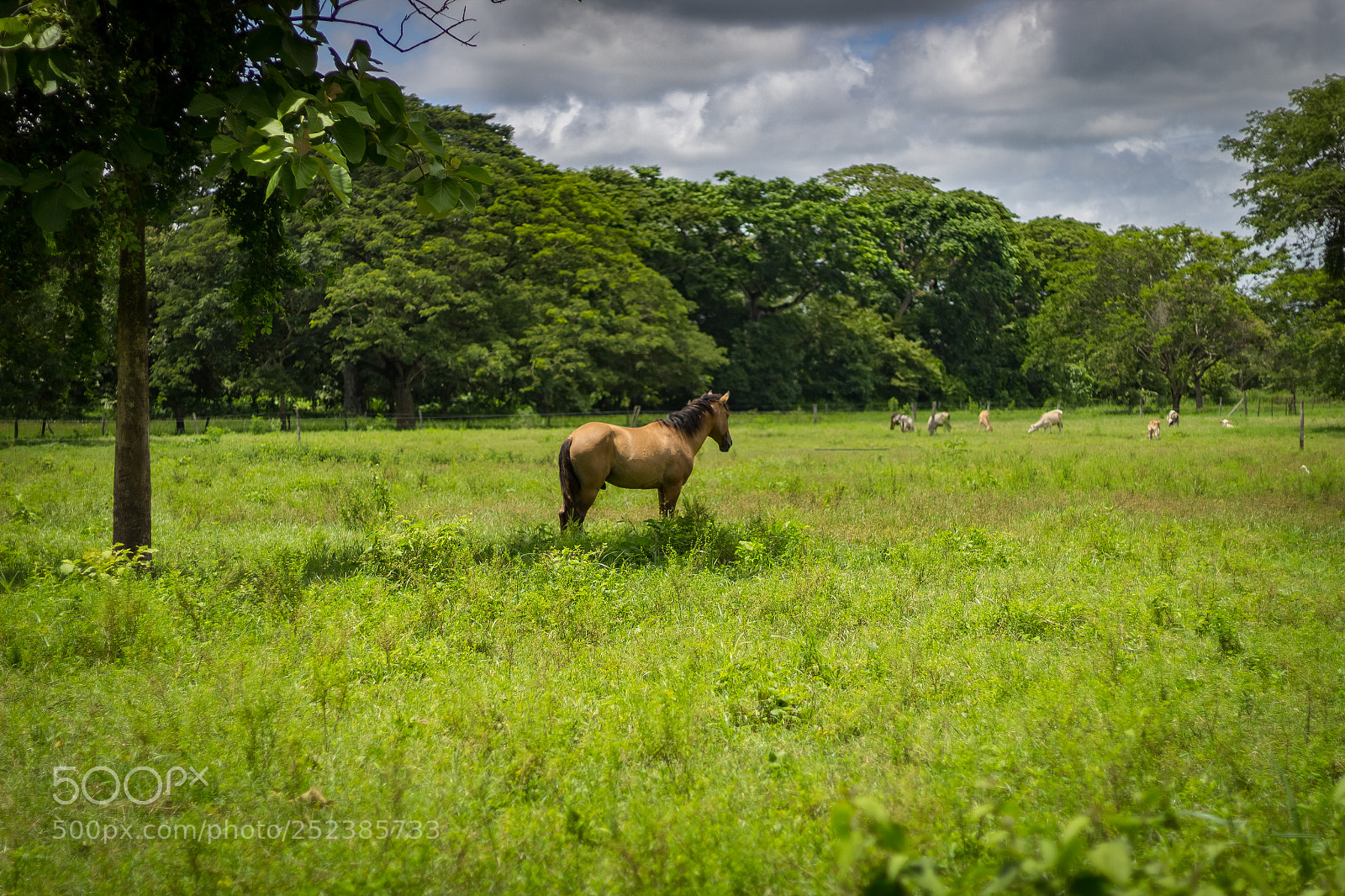 Canon EOS 1200D (EOS Rebel T5 / EOS Kiss X70 / EOS Hi) sample photo. Beautiful horse in venezuela photography