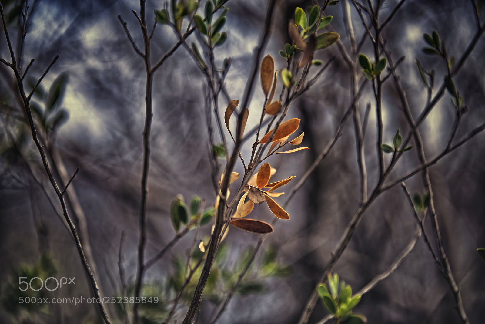 Nikon D800E sample photo. Choice photography