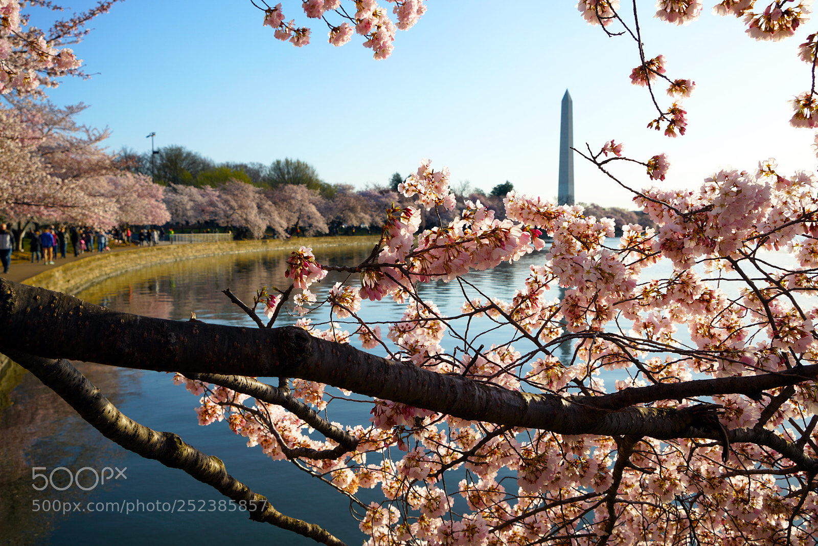 Sony a7R II sample photo. Cherry blossom branch photography