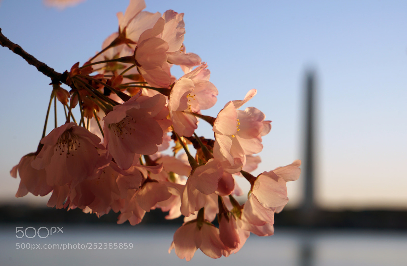 Sony a7R II sample photo. Cherry blossoms photography