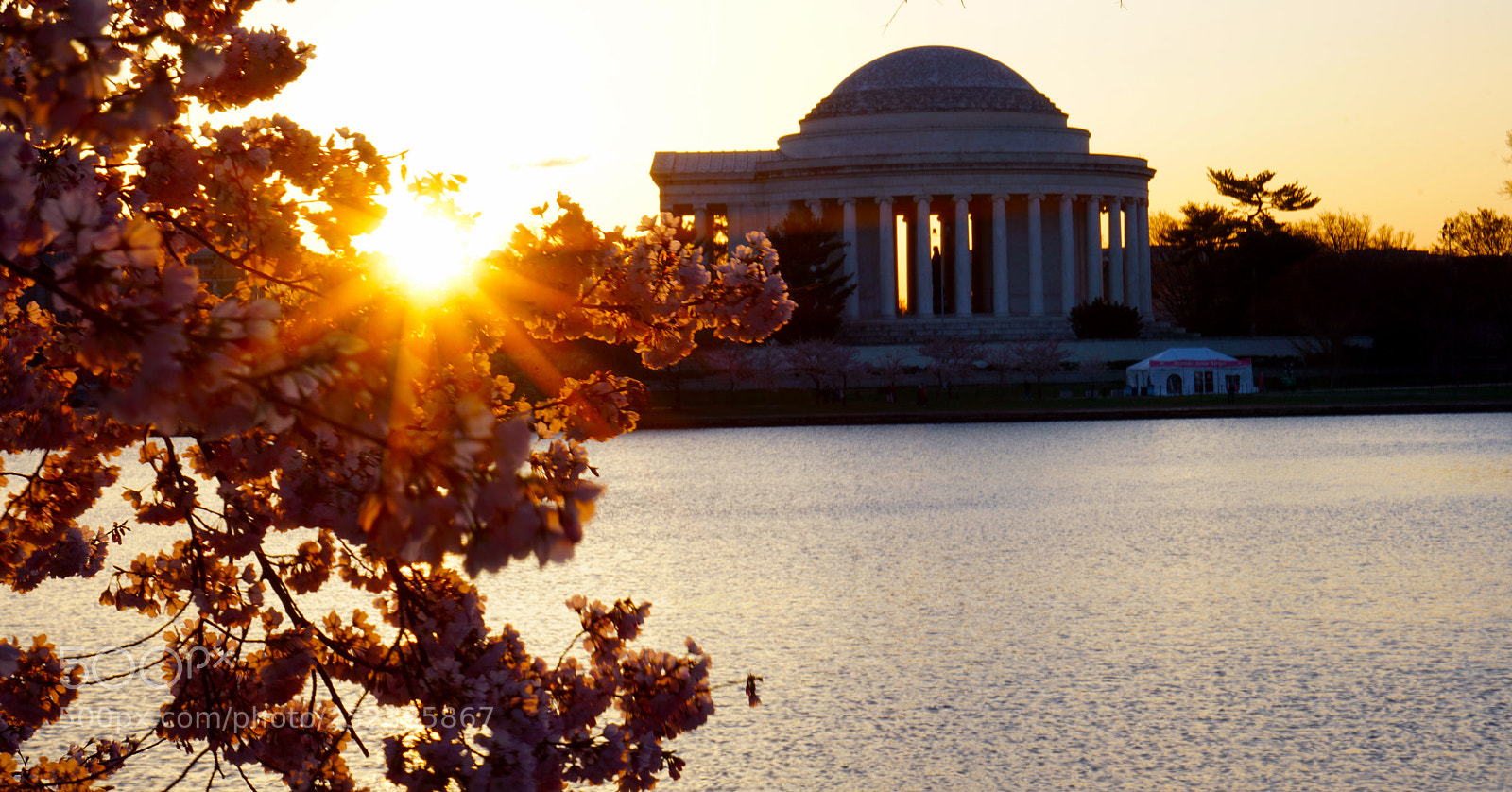 Sony a7R II sample photo. Cherry blossoms jefferson memorial photography