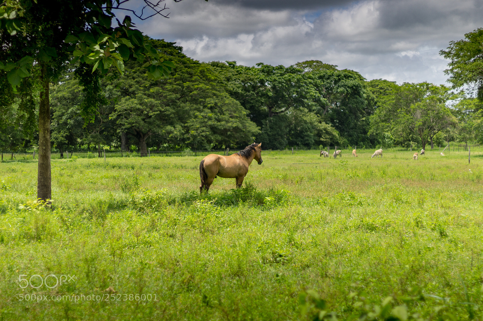 Canon EOS 1200D (EOS Rebel T5 / EOS Kiss X70 / EOS Hi) sample photo. Beautiful horse in venezuela photography