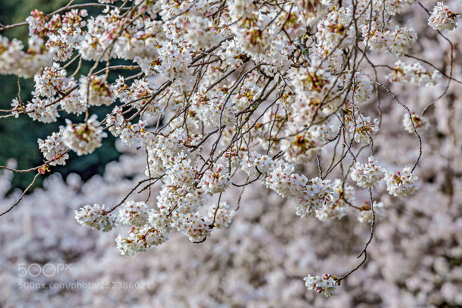 Canon EOS 5D Mark II sample photo. Cherry blossoms photography