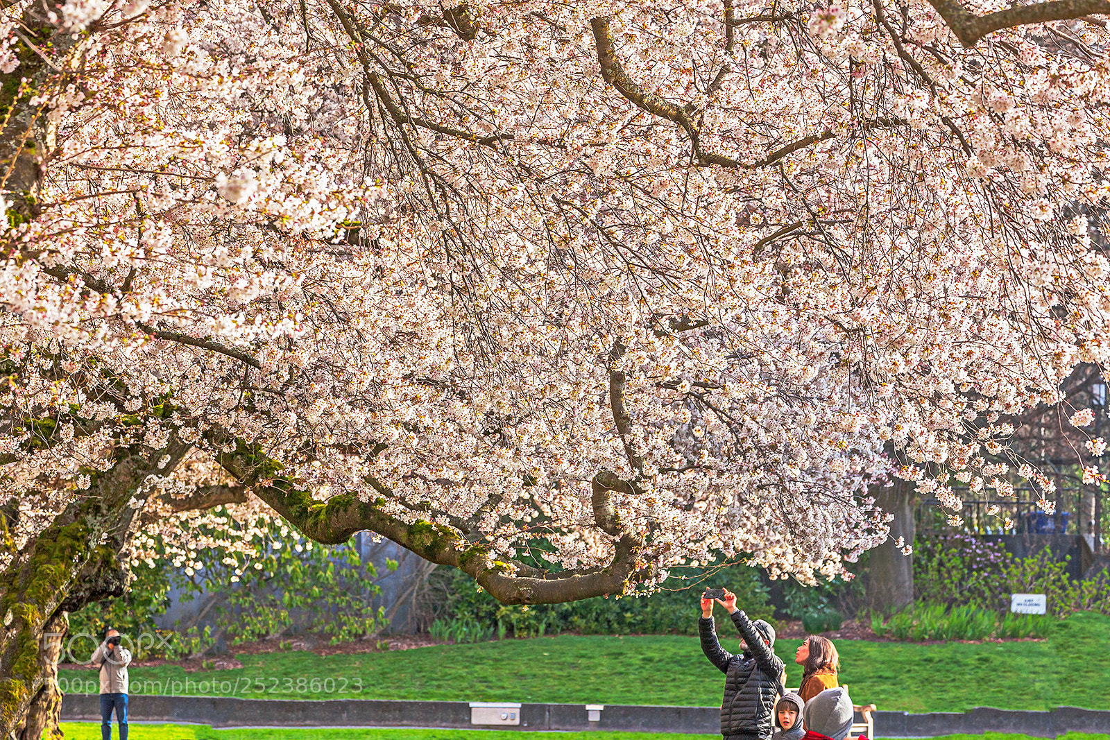 Canon EOS 5D Mark II sample photo. Cherry blossoms photography