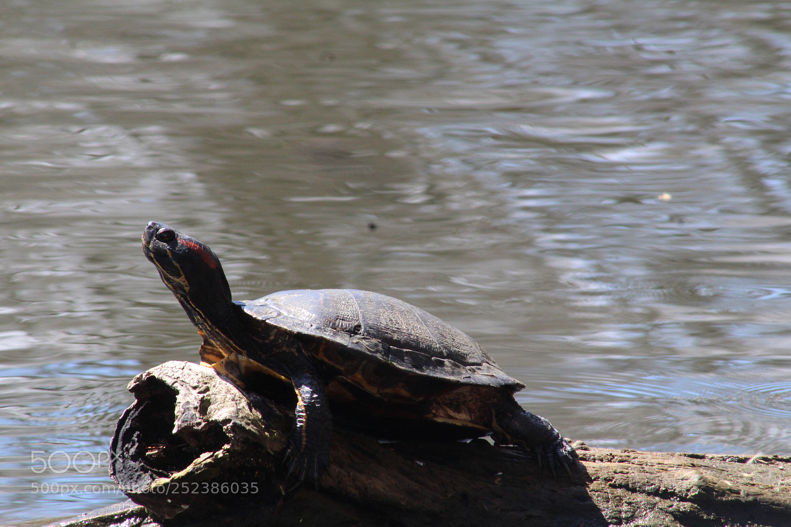 Canon EOS 1300D (EOS Rebel T6 / EOS Kiss X80) sample photo. Turtle photography