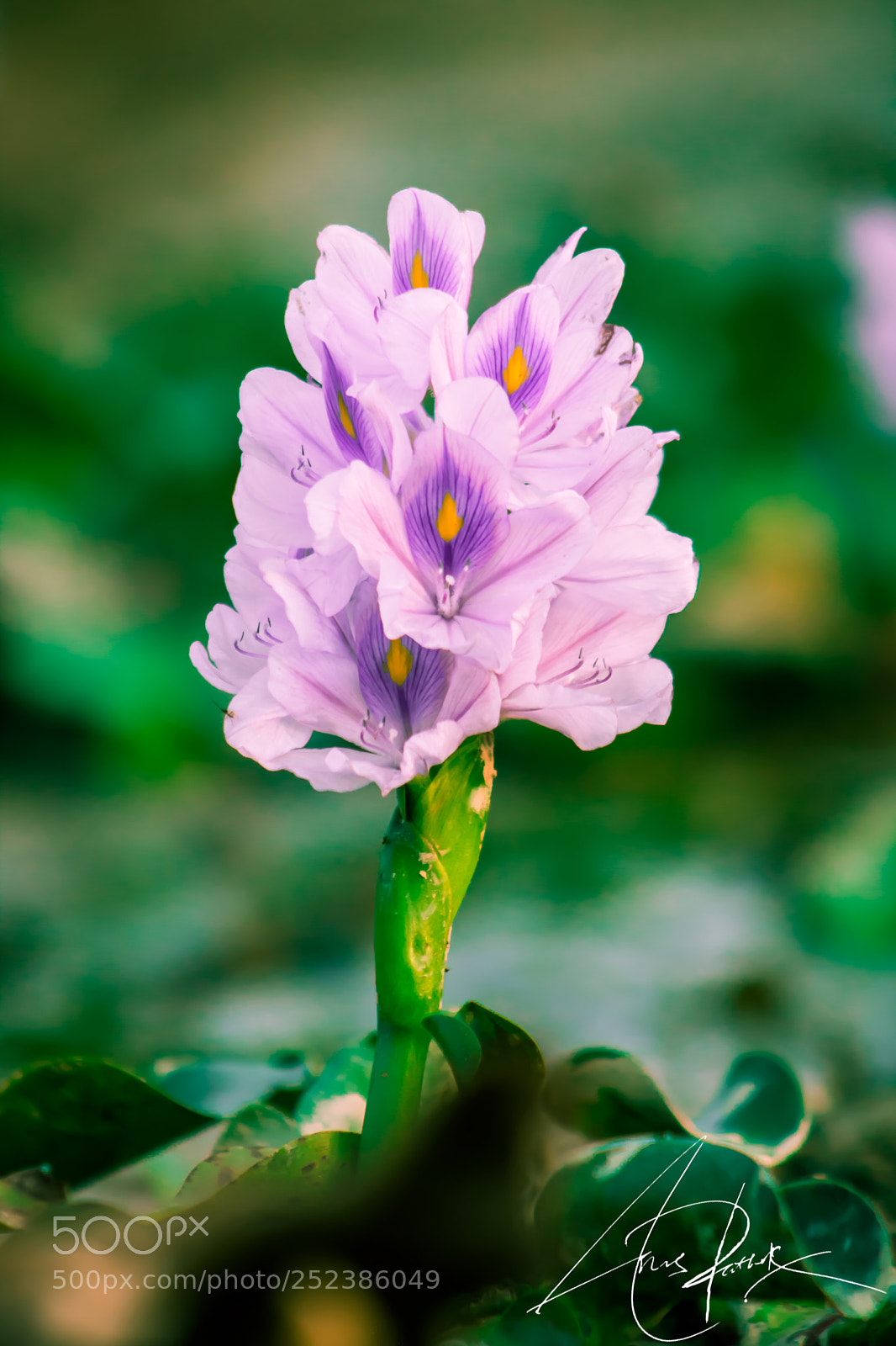 Canon EOS 750D (EOS Rebel T6i / EOS Kiss X8i) sample photo. Flower photography