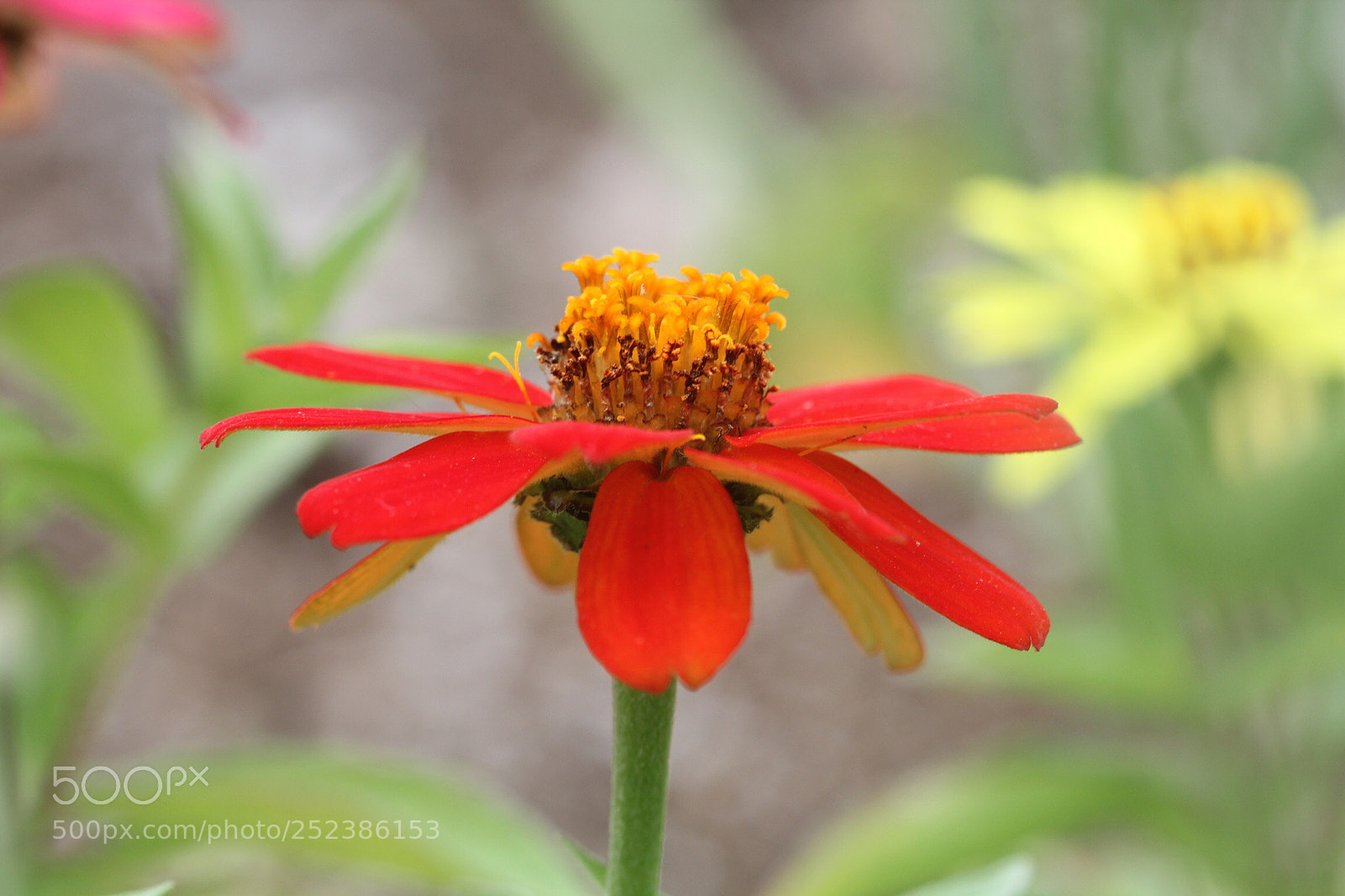 Canon EOS 60D sample photo. Red photography