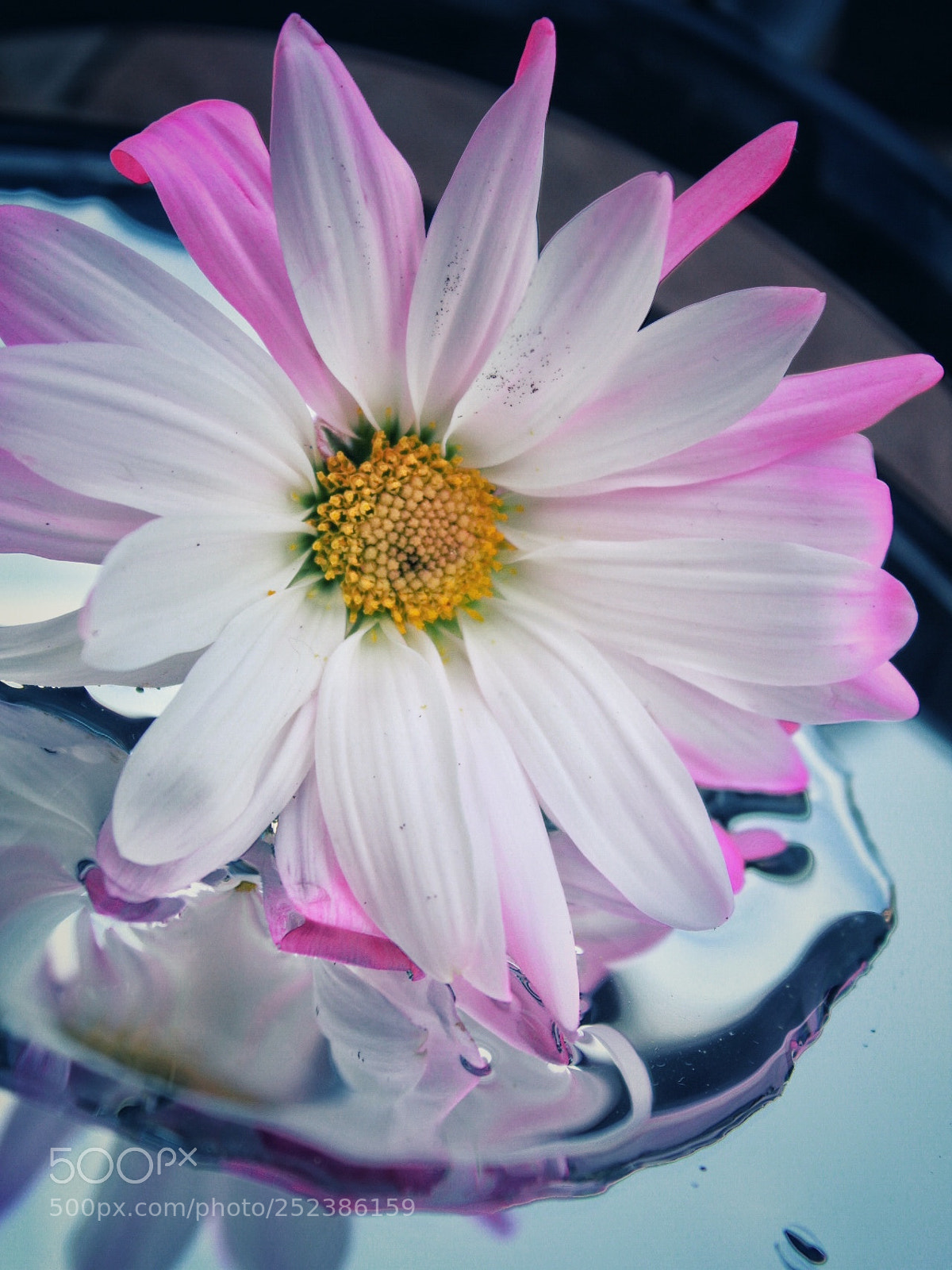 Canon EOS 1300D (EOS Rebel T6 / EOS Kiss X80) sample photo. Flower reflection photography