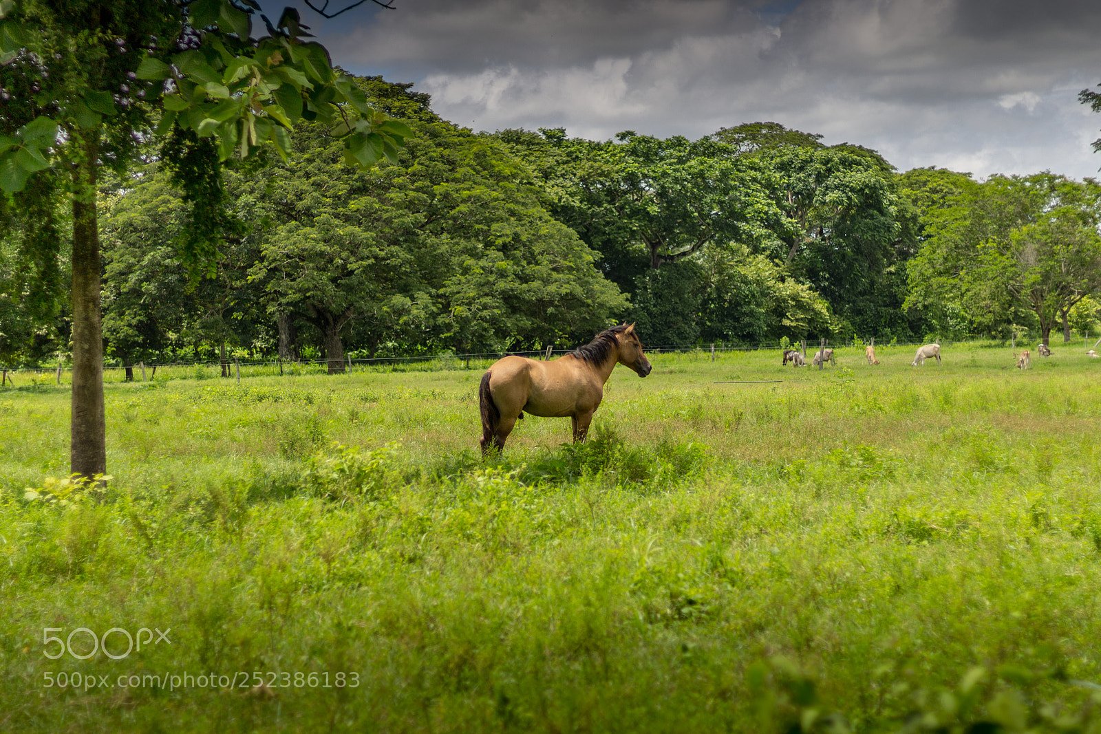 Canon EOS 1200D (EOS Rebel T5 / EOS Kiss X70 / EOS Hi) sample photo. Beautiful horse in venezuela photography