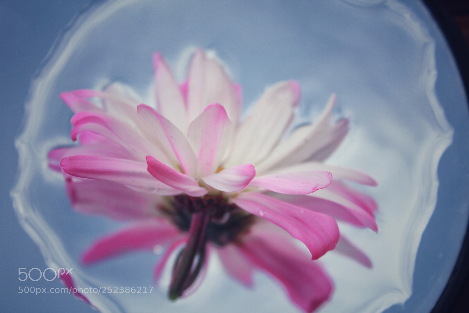 Canon EOS 1300D (EOS Rebel T6 / EOS Kiss X80) sample photo. Flower water reflection photography