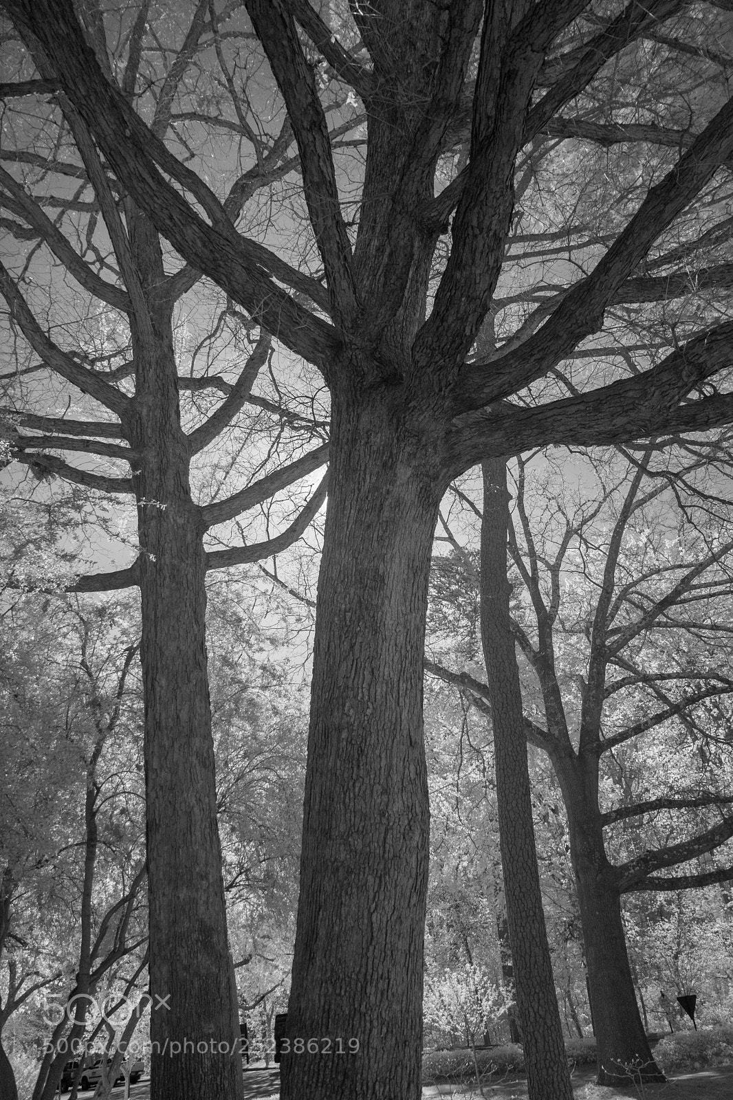 Canon EOS 750D (EOS Rebel T6i / EOS Kiss X8i) sample photo. Tree photography