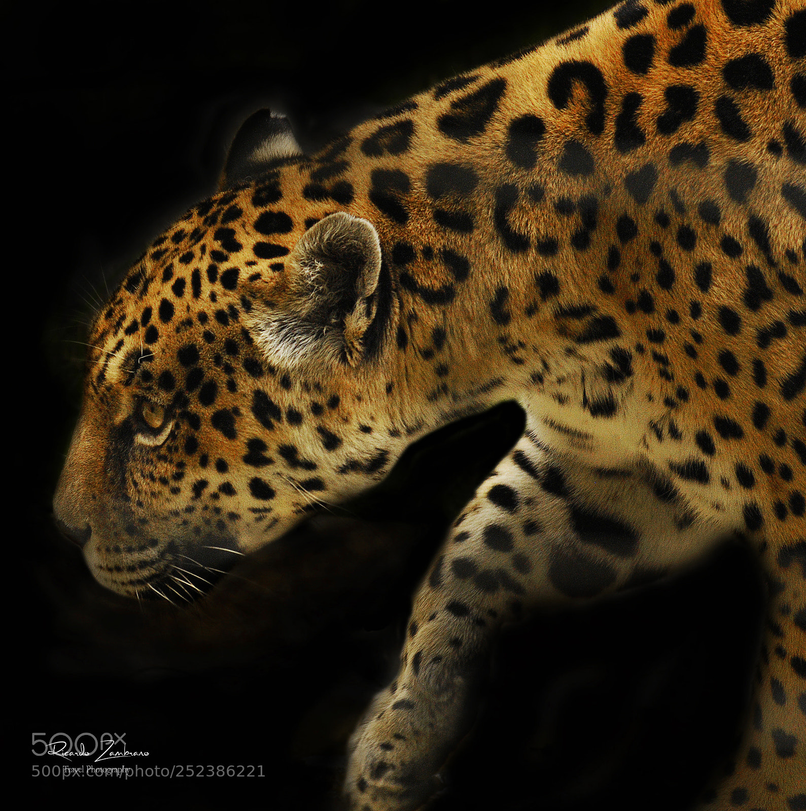 Nikon D300 sample photo. Jaguar photography