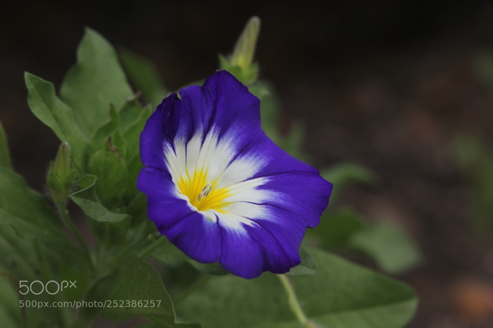 Canon EOS 60D sample photo. Blue photography