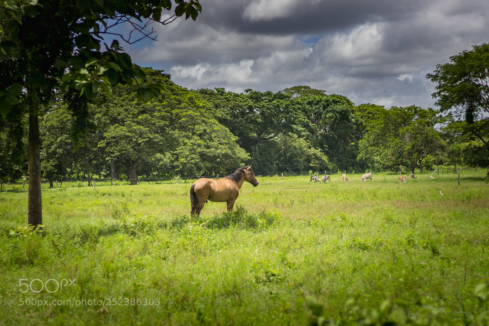Canon EOS 1200D (EOS Rebel T5 / EOS Kiss X70 / EOS Hi) sample photo. Beautiful horse in venezuela photography