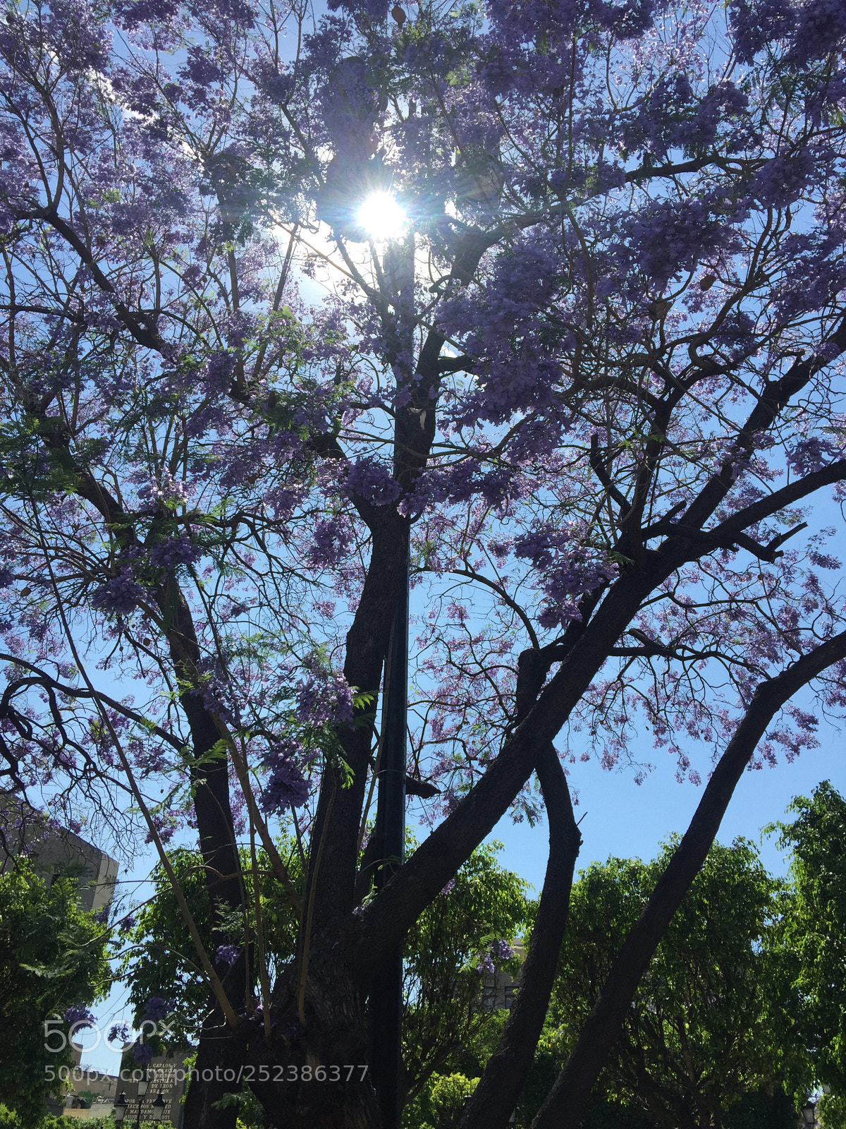 Apple iPhone 6 Plus sample photo. Jacarandas  photography