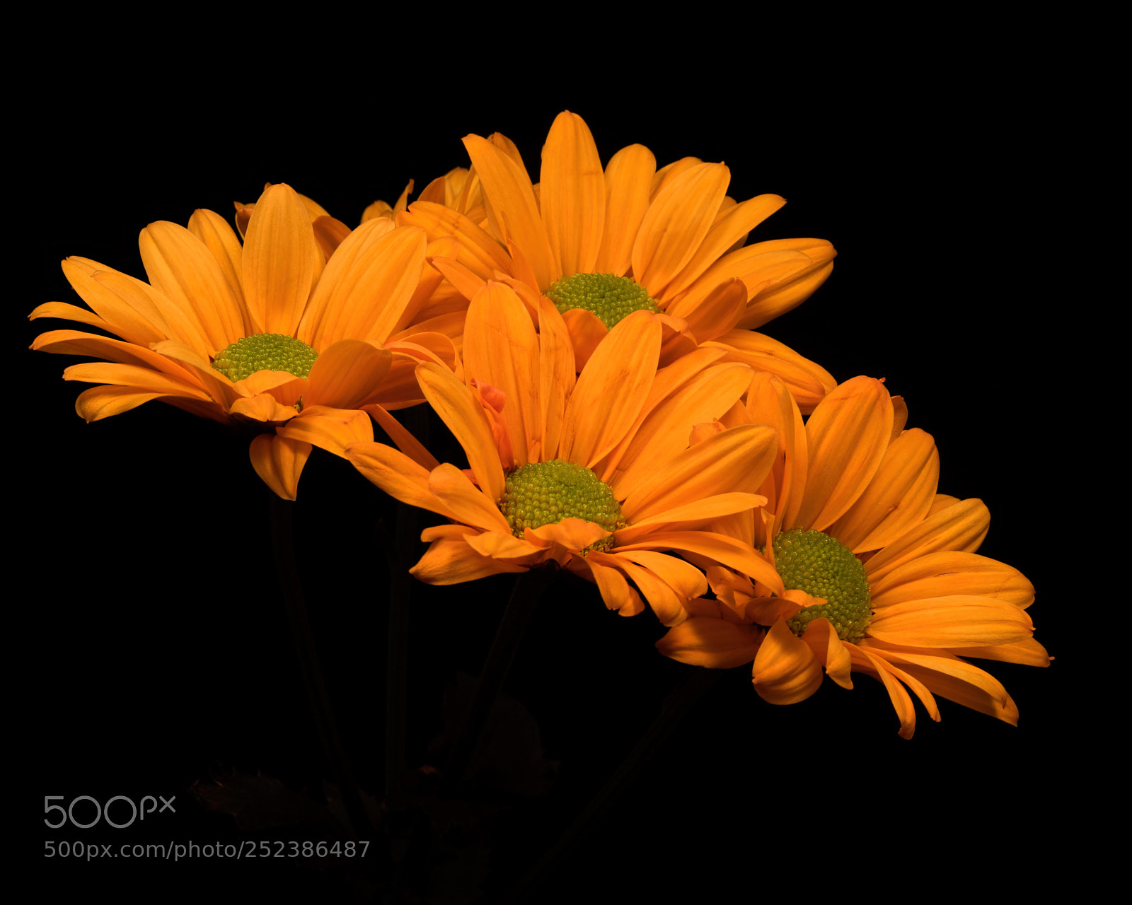 Nikon D810 sample photo. Orange daisy set 1126 photography
