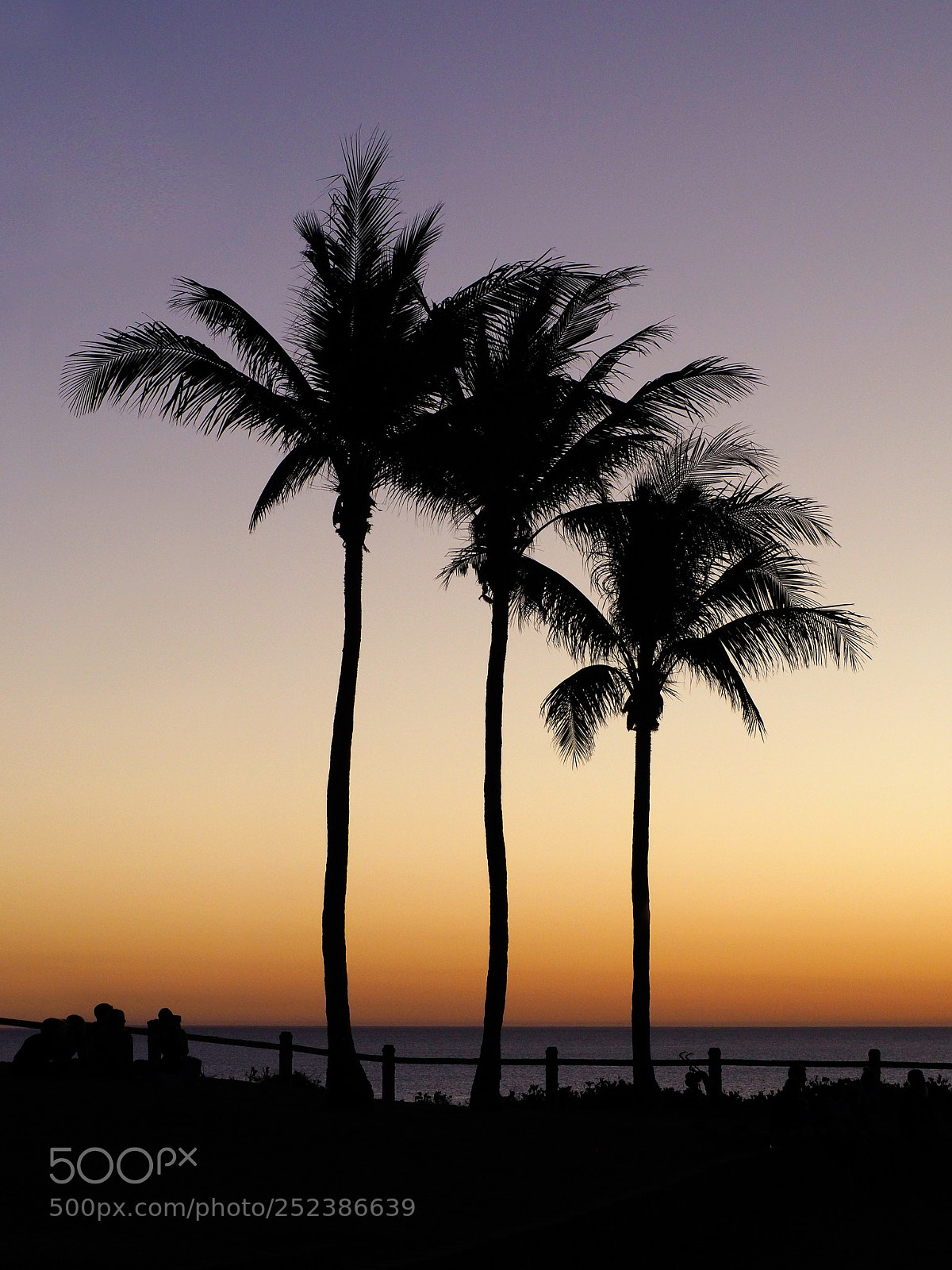 Olympus OM-D E-M10 sample photo. Three palms photography