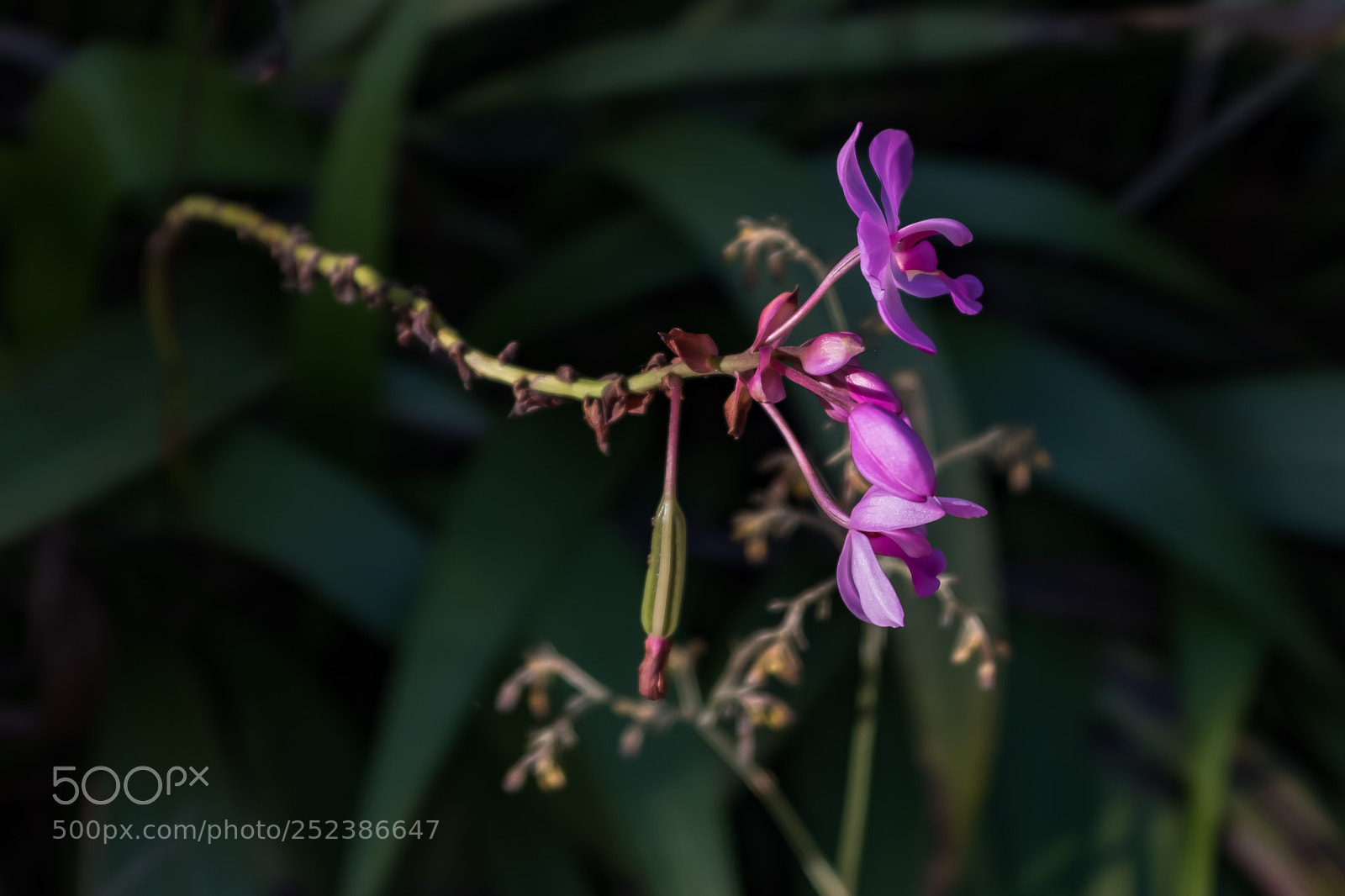 Fujifilm X100F sample photo. Wildflower photography