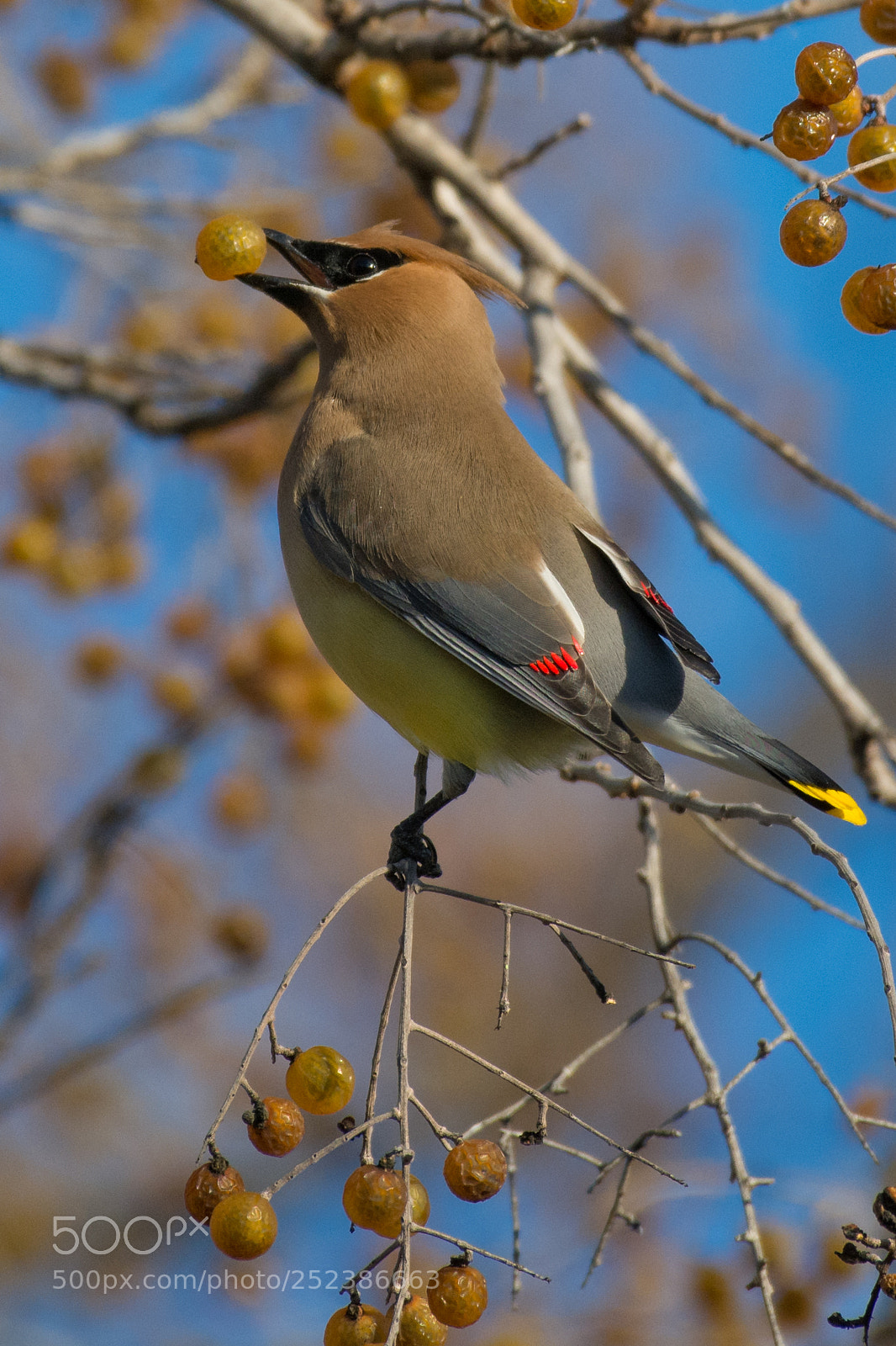 Nikon D7100 sample photo. Waxwing in our neighborhood photography